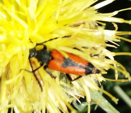 Stictoleptura cordigera